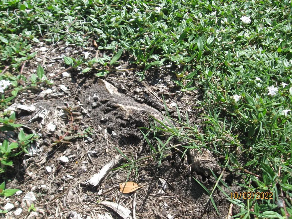 Top-rated landscape design in Cocoa, FL by Uprooted Tree & Lawn Care