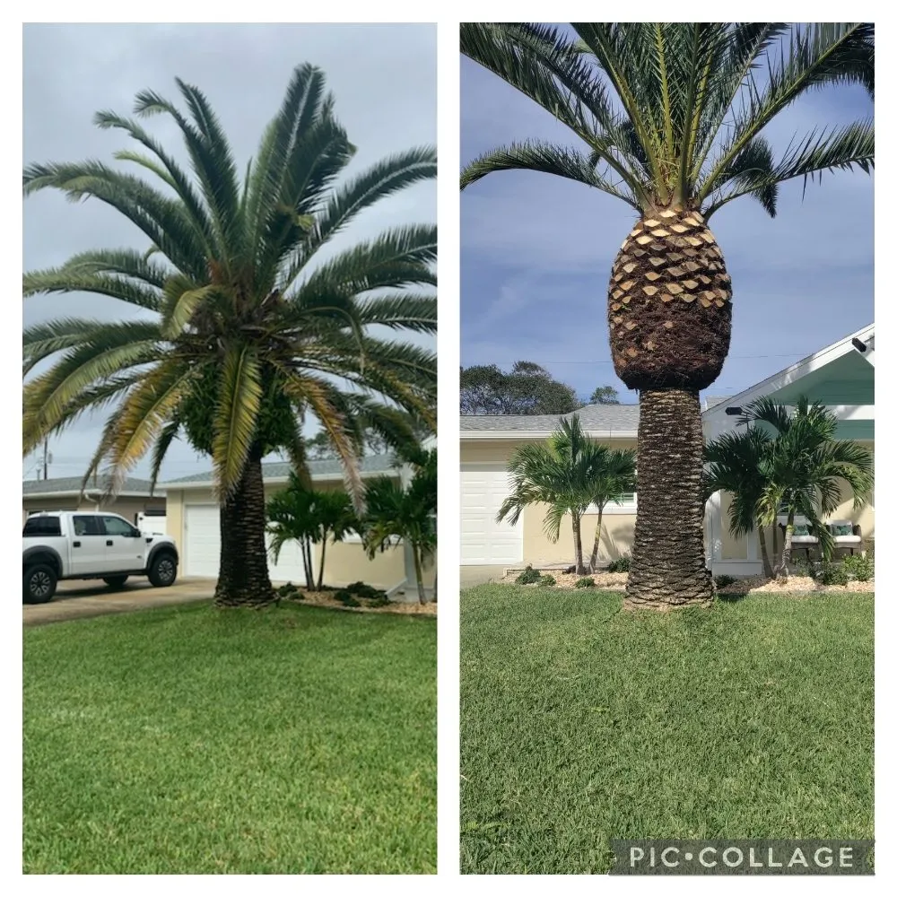 Trusted landscaping services in Cocoa, FL - Uprooted Tree & Lawn Care