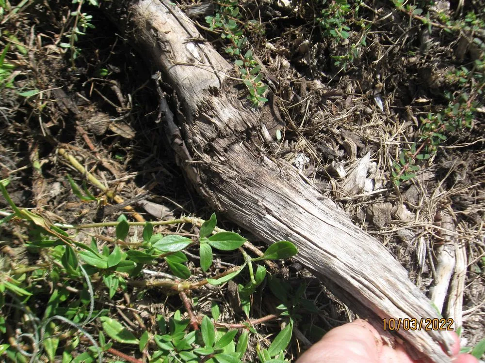 Top-rated yard maintenance experts serving Cocoa, FL - Uprooted Tree & Lawn Care