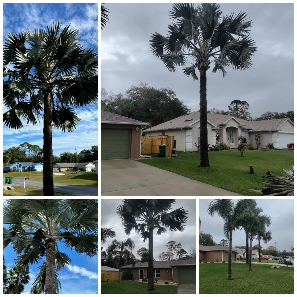 Reliable residential landscaping in Cocoa, FL by Uprooted Tree & Lawn Care