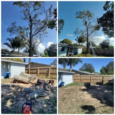 Uprooted Tree & Lawn Care Logo