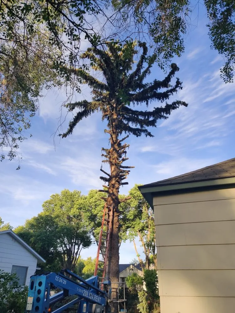 Reliable landscaping services in American Falls, ID - Uprooted Tree Works