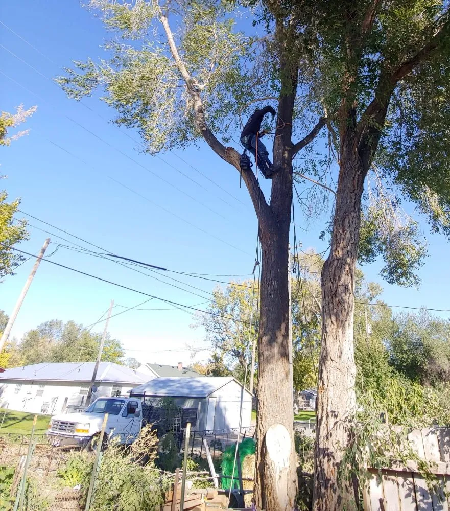 Expert yard cleanup service near you in American Falls, ID by Uprooted Tree Works