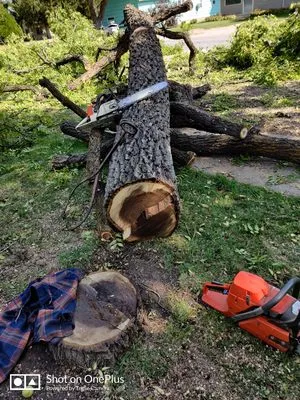 Uprooted Tree Works
