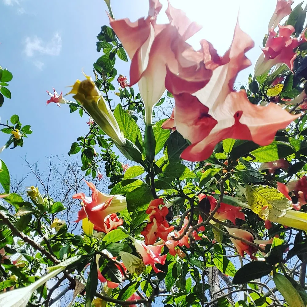 Top-rated lawn mowing service experts serving Clearwater, FL - Uprooted Weed & Pest Control