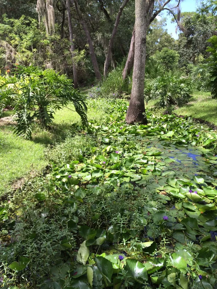 Local yard maintenance near you across Clearwater, FL - Uprooted Weed & Pest Control
