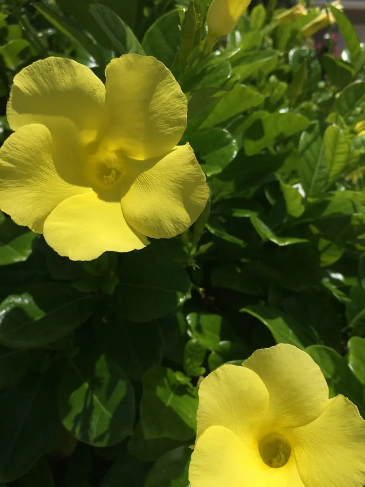 Affordable landscaping services with custom design in Clearwater, FL by Uprooted Weed & Pest Control