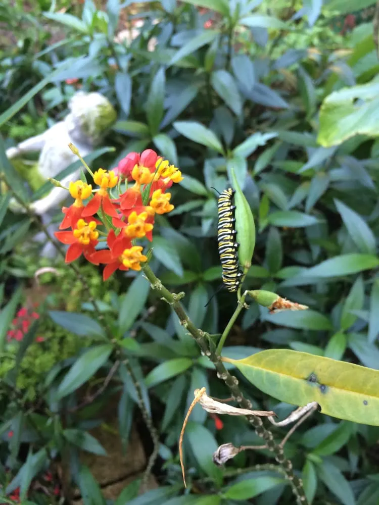 Expert outdoor landscaping experts serving Clearwater, FL - Uprooted Weed & Pest Control