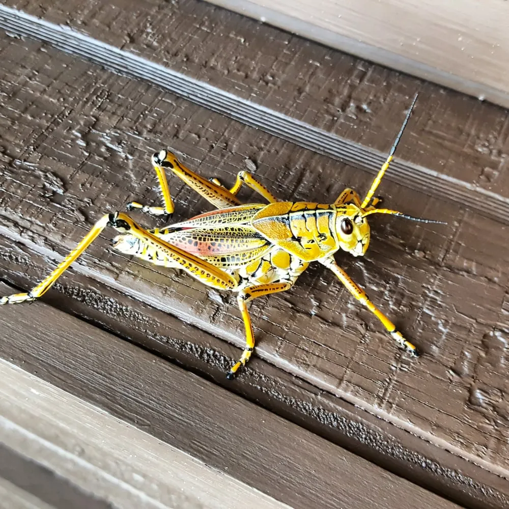 Affordable outdoor landscaping with custom design in Clearwater, FL by Uprooted Weed & Pest Control