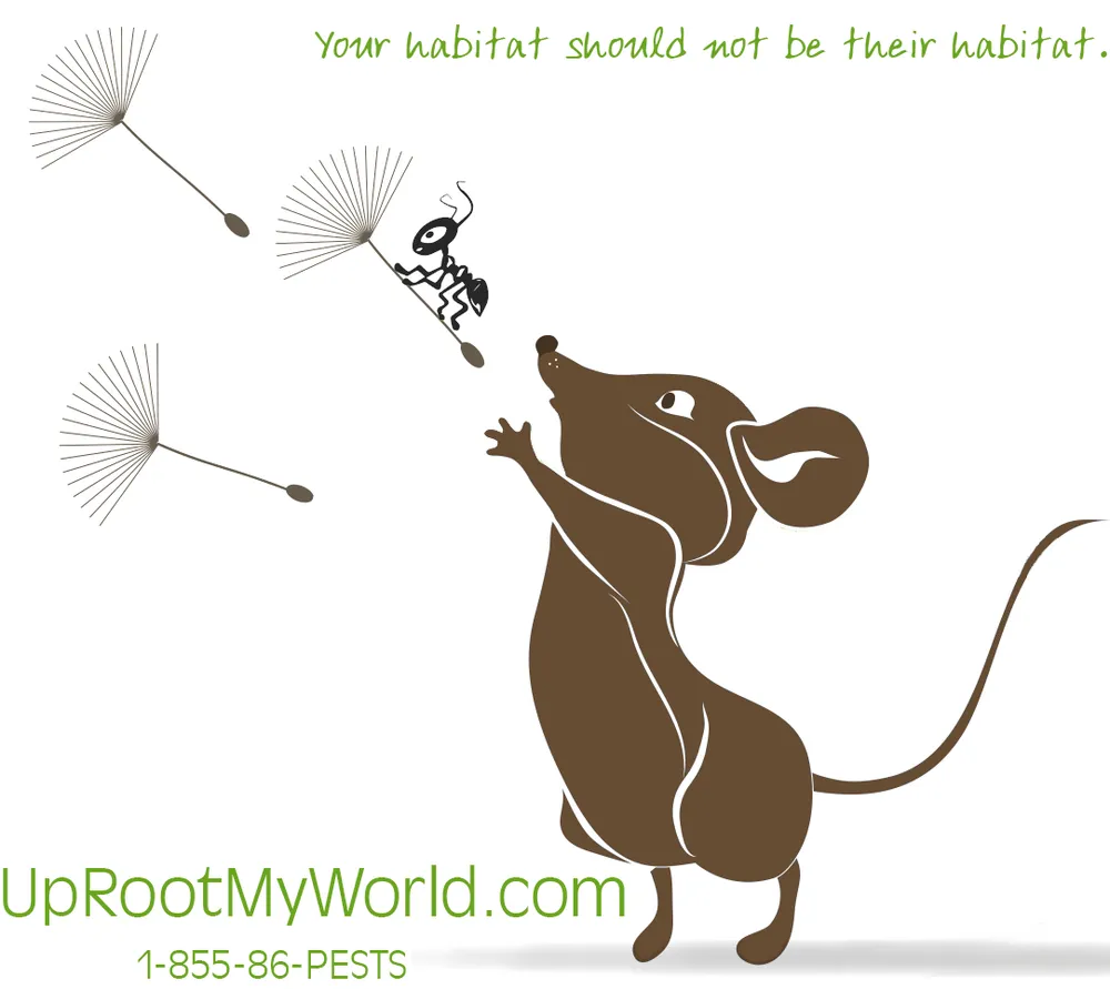 Local landscape design for outdoor upgrades across Clearwater, FL - Uprooted Weed & Pest Control