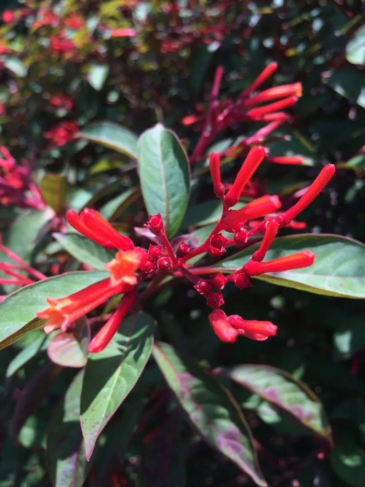 Trusted garden landscaping for outdoor upgrades across Clearwater, FL - Uprooted Weed & Pest Control