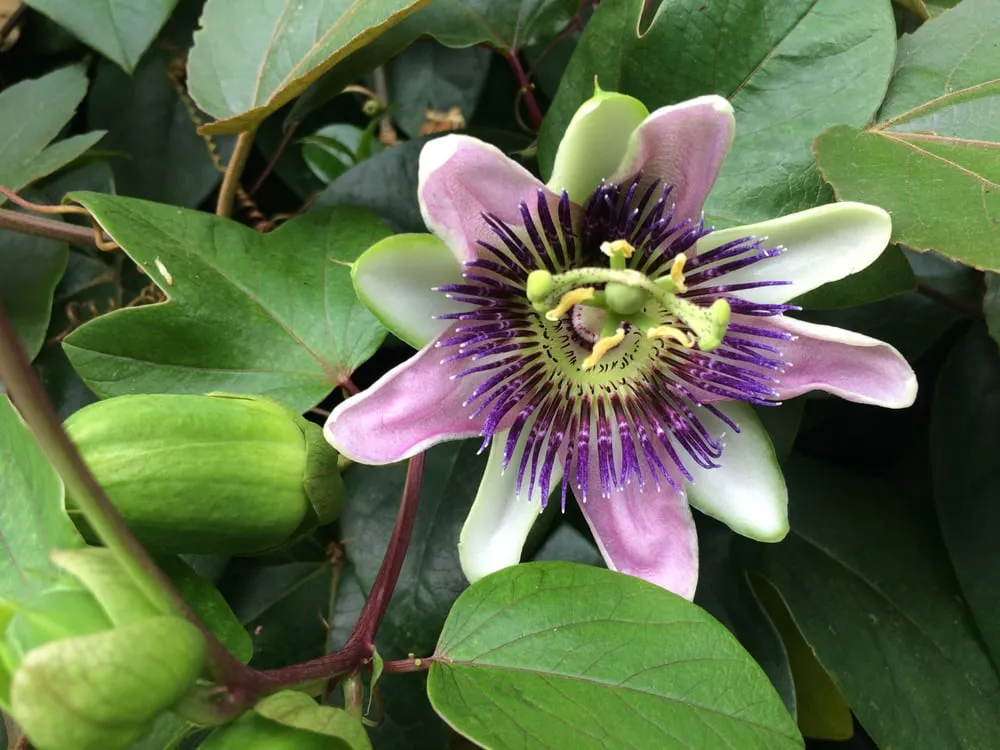 Trusted landscape design for year-round maintenance across Clearwater, FL - Uprooted Weed & Pest Control