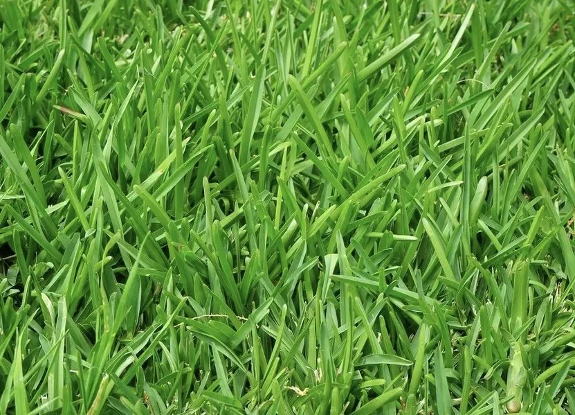 Local lawn mowing service in Avon Park, FL - Upscale Lawn Care