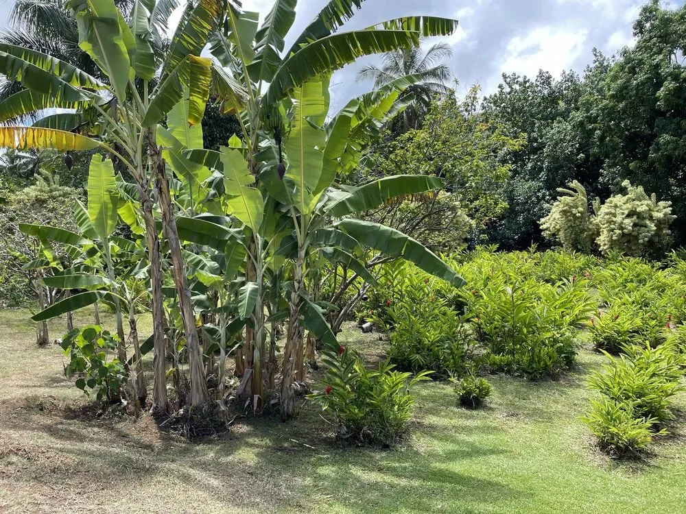 Affordable garden landscaping with custom design across Kapaa, HI - Upside Yard Service