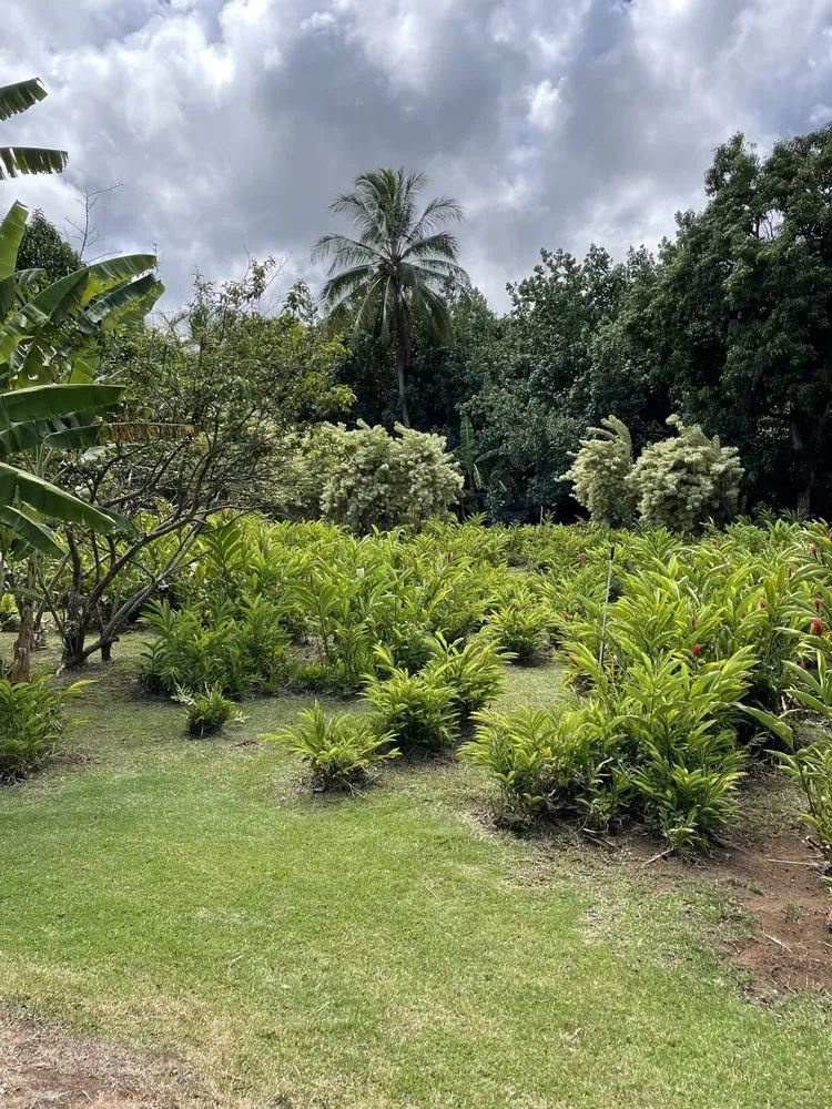 Trusted yard maintenance in Kapaa, HI by Upside Yard Service