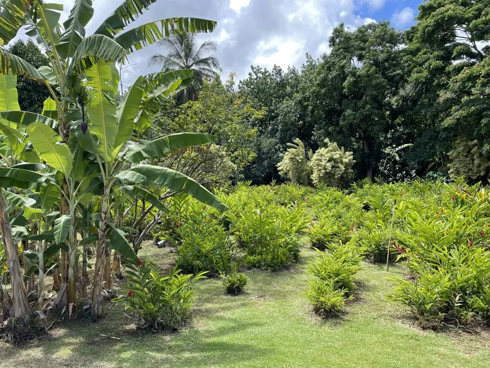 Expert residential landscaping experts serving Kapaa, HI - Upside Yard Service