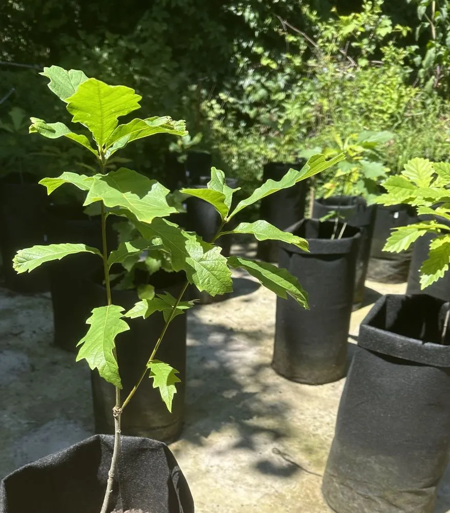 Local yard cleanup service for homes across Rochester, NY - Upstate Invasive Plant Control & Native Restoration