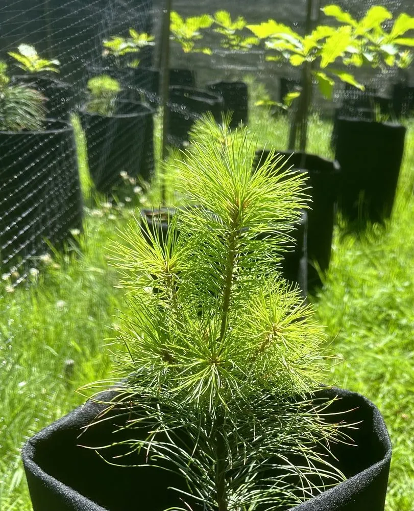 Trusted residential landscaping experts serving Rochester, NY - Upstate Invasive Plant Control & Native Restoration