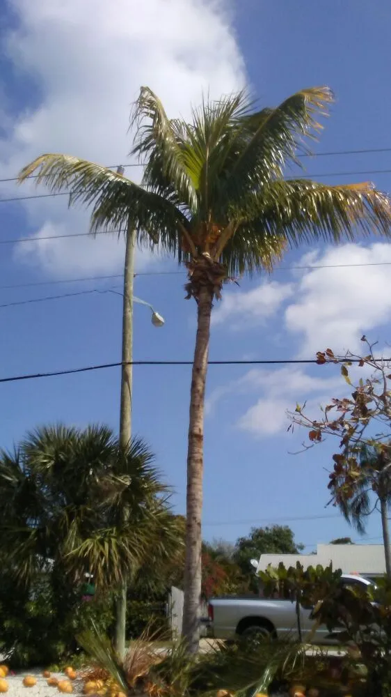 Top-rated lawn care service experts serving Boynton Beach, FL - UR Way Lawn Service