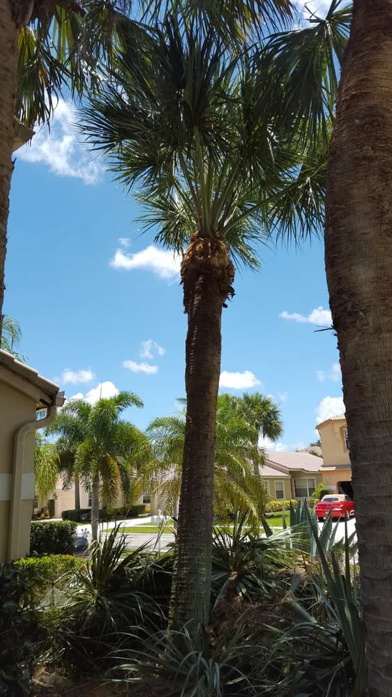 Local landscape installation in Boynton Beach, FL - UR Way Lawn Service