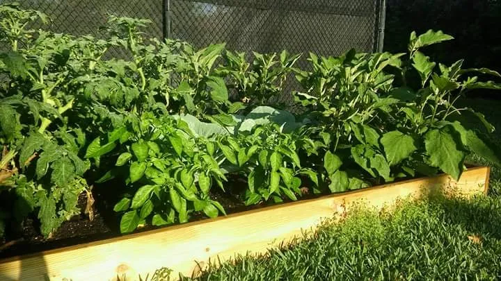 Top-rated yard cleanup service for year-round maintenance in Jupiter, FL by Urban Abundance