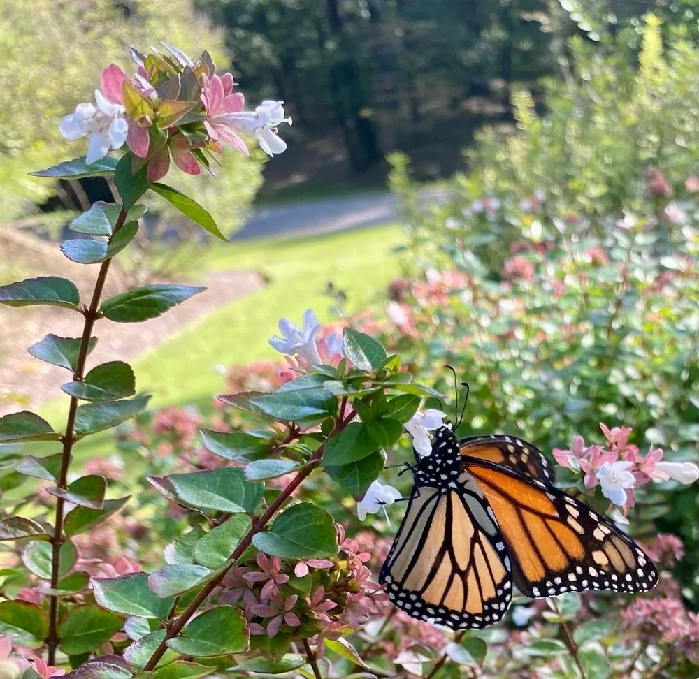 Professional landscape design in Memphis, TN by Urban Earth Gardens, Nursery & Market