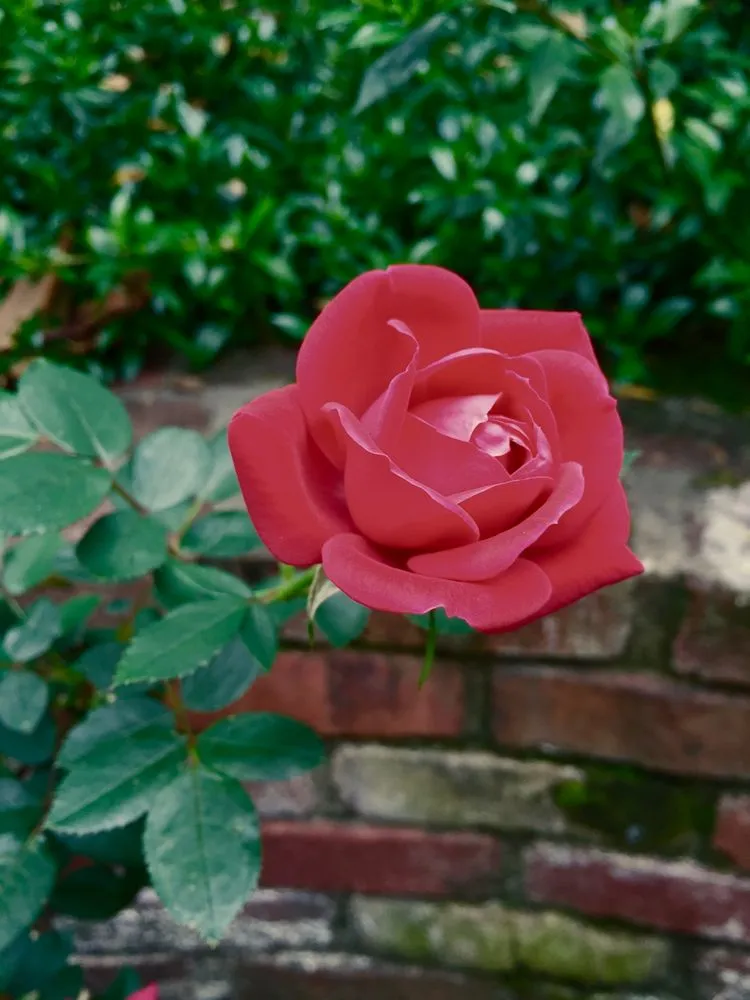 Local lawn mowing service for year-round maintenance across Memphis, TN - Urban Earth Gardens, Nursery & Market