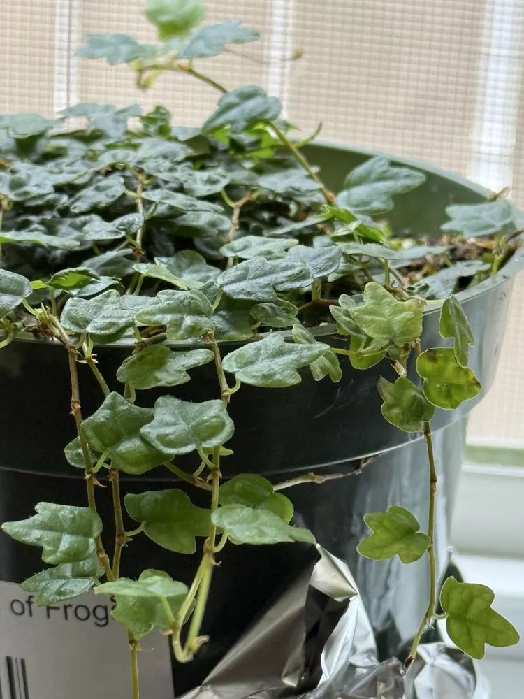 Custom landscape design in Memphis, TN by Urban Earth Gardens, Nursery & Market