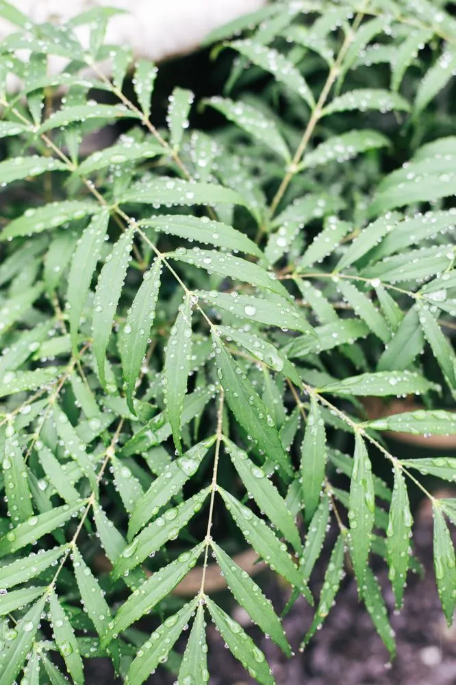 Expert landscape installation experts serving Memphis, TN - Urban Earth Gardens, Nursery & Market