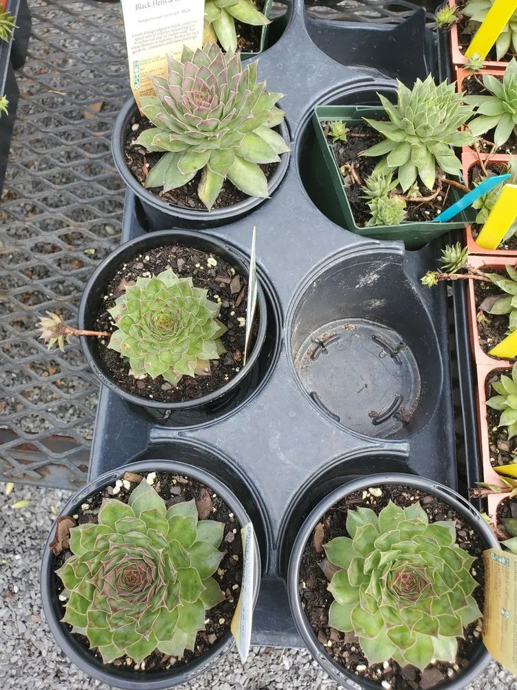 Local yard cleanup service with custom design across Memphis, TN - Urban Earth Gardens, Nursery & Market