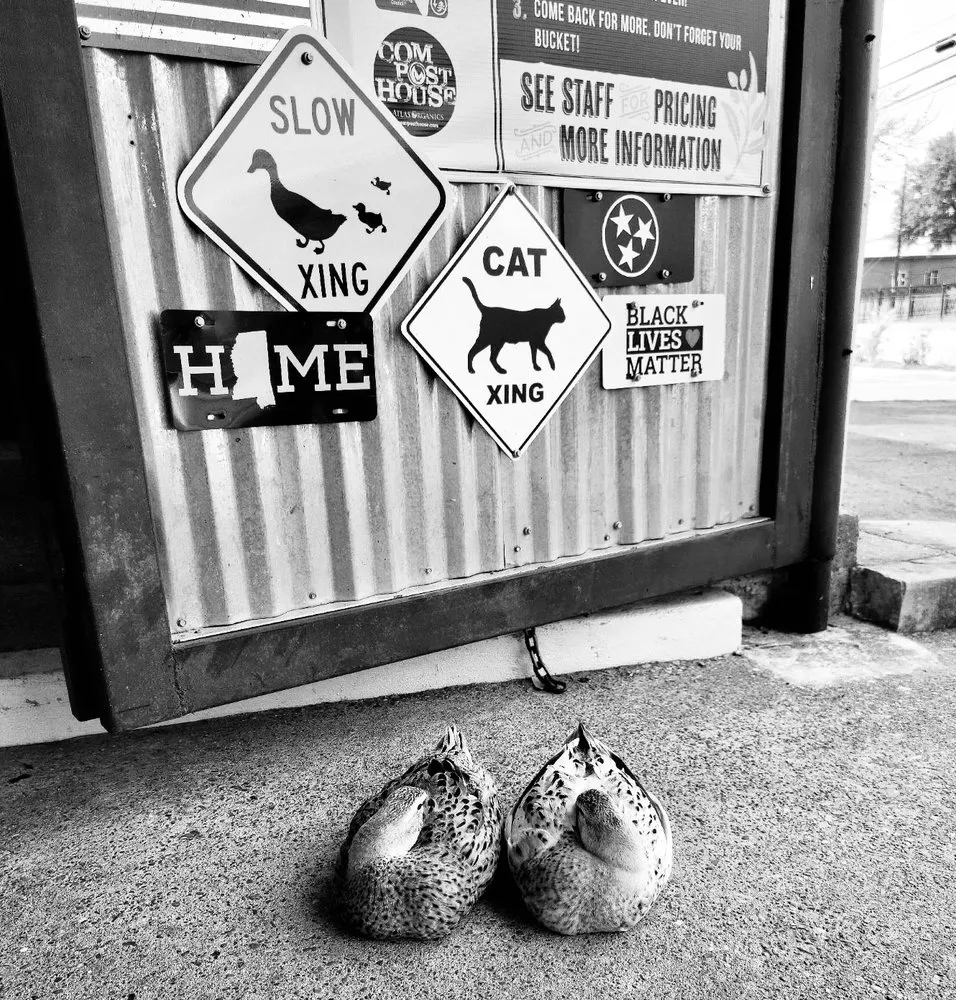 Local yard maintenance for year-round maintenance in Memphis, TN by Urban Earth Gardens, Nursery & Market