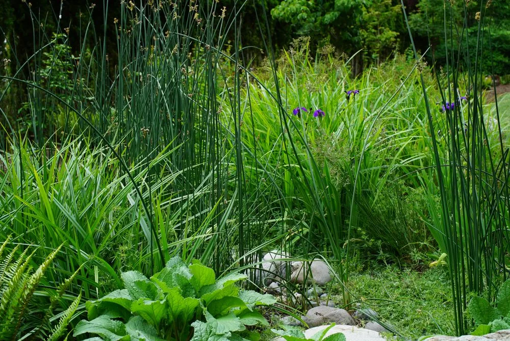 Professional landscaping services in Bellingham, WA by Urban Ecology