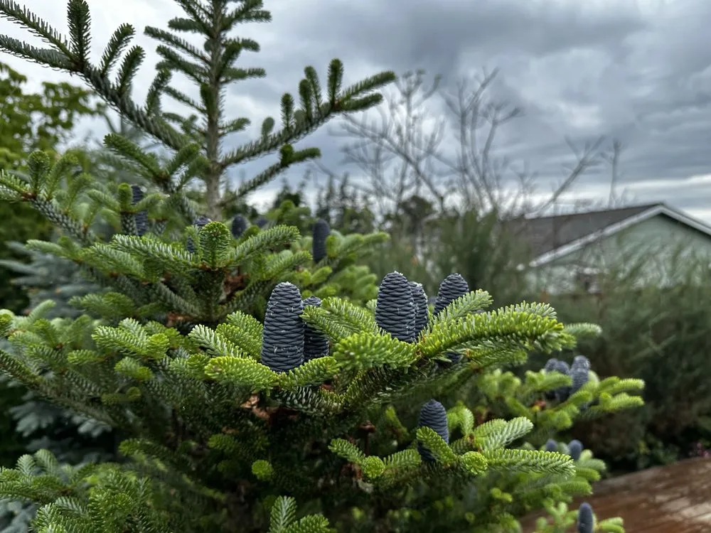 Custom outdoor landscaping near you in Bellingham, WA by Urban Ecology