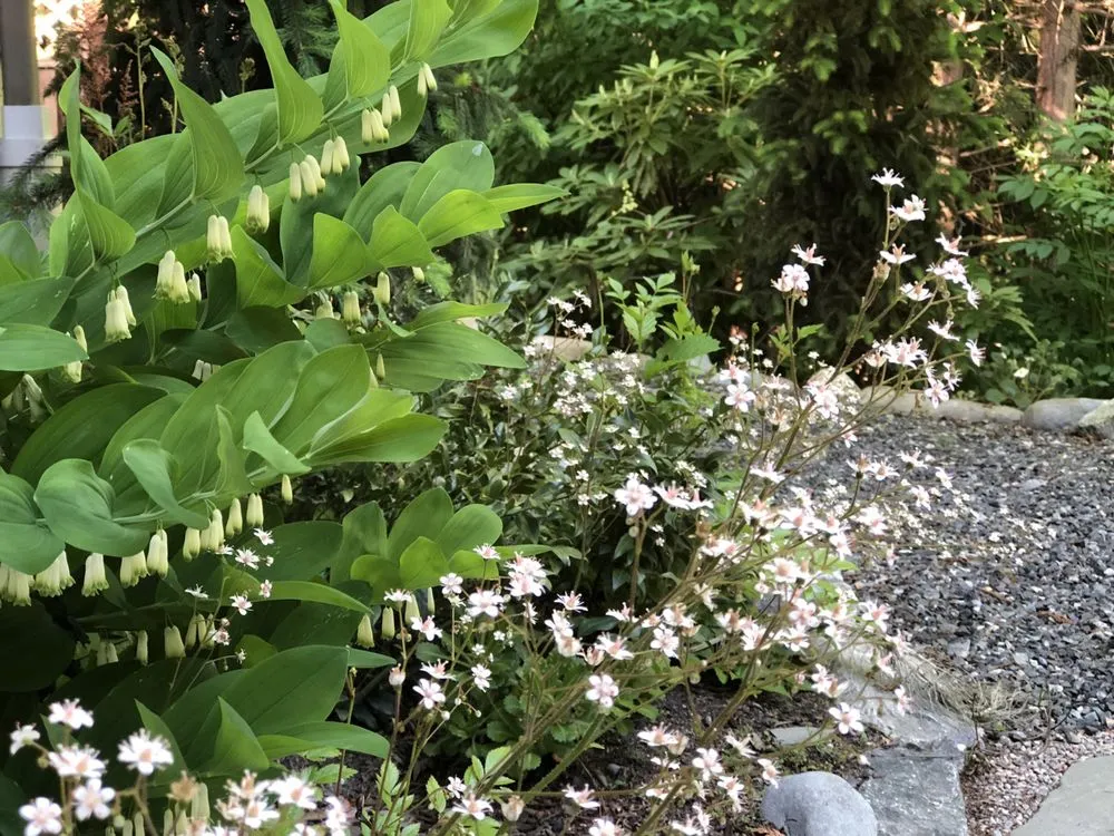 Professional lawn care service experts serving Bellingham, WA - Urban Ecology