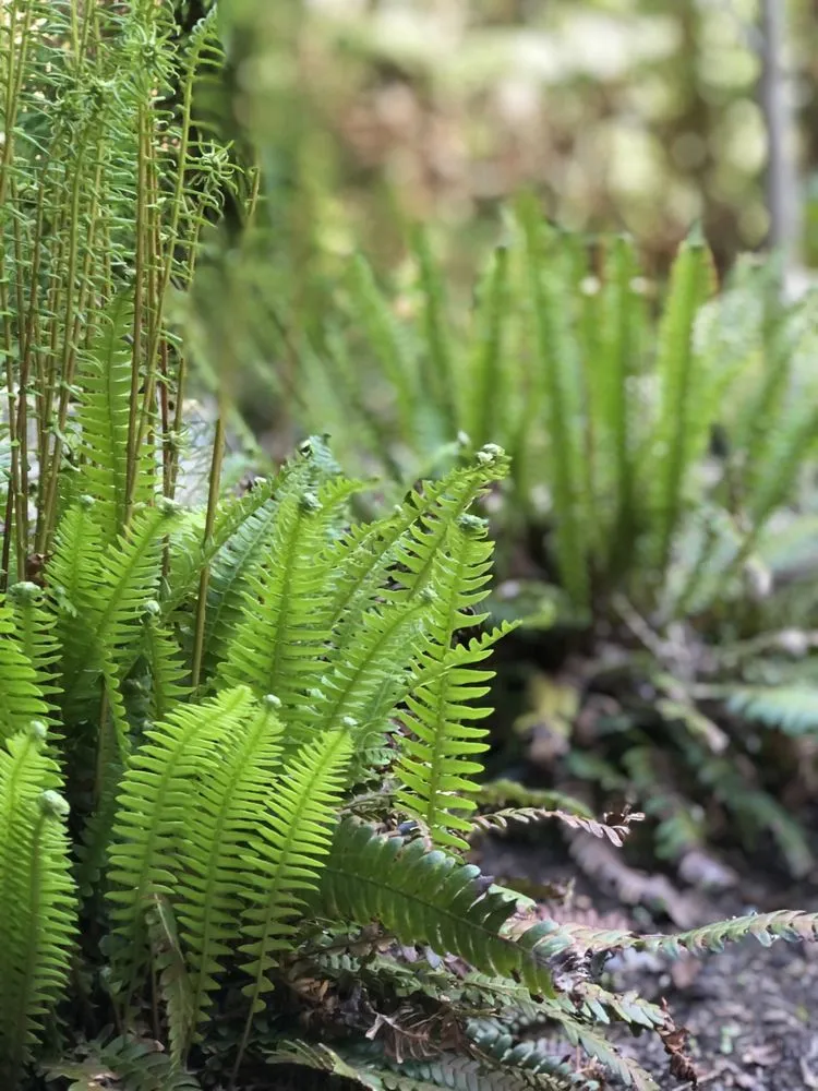 Professional garden landscaping in Bellingham, WA by Urban Ecology