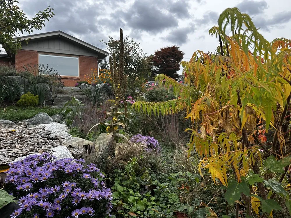 Top-rated landscaping services in Bellingham, WA by Urban Ecology