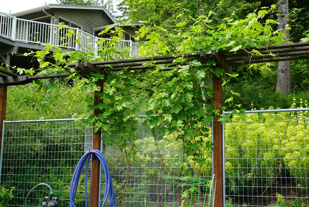 Custom garden landscaping near you in Bellingham, WA by Urban Ecology