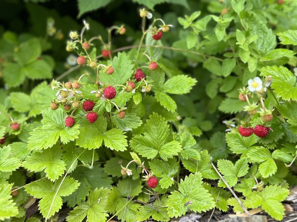 Top-rated landscape installation with custom design in Bellingham, WA by Urban Ecology