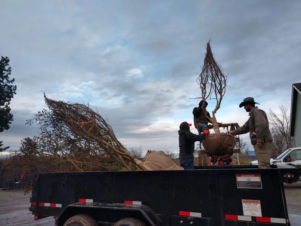 Affordable yard cleanup service in Bellingham, WA by Urban Ecology