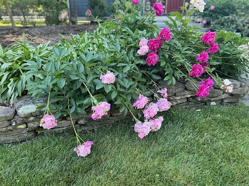 Top-rated yard cleanup service for beautiful yards in Franklin Lakes, NJ by Urban Farms Landscape & Design