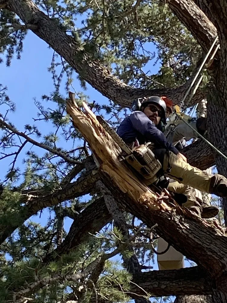 Local yard maintenance for outdoor upgrades across Anaheim, CA - Urban Forest Solutions