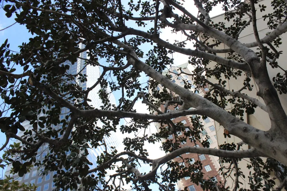 Top-rated residential landscaping for beautiful yards across Anaheim, CA - Urban Forest Solutions