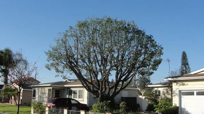 Expert garden landscaping in Anaheim, CA by Urban Forest Solutions