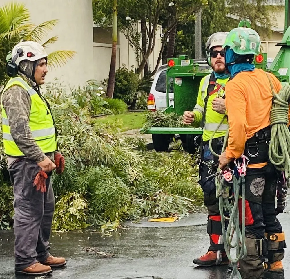 Top-rated garden landscaping experts serving Anaheim, CA - Urban Forest Solutions