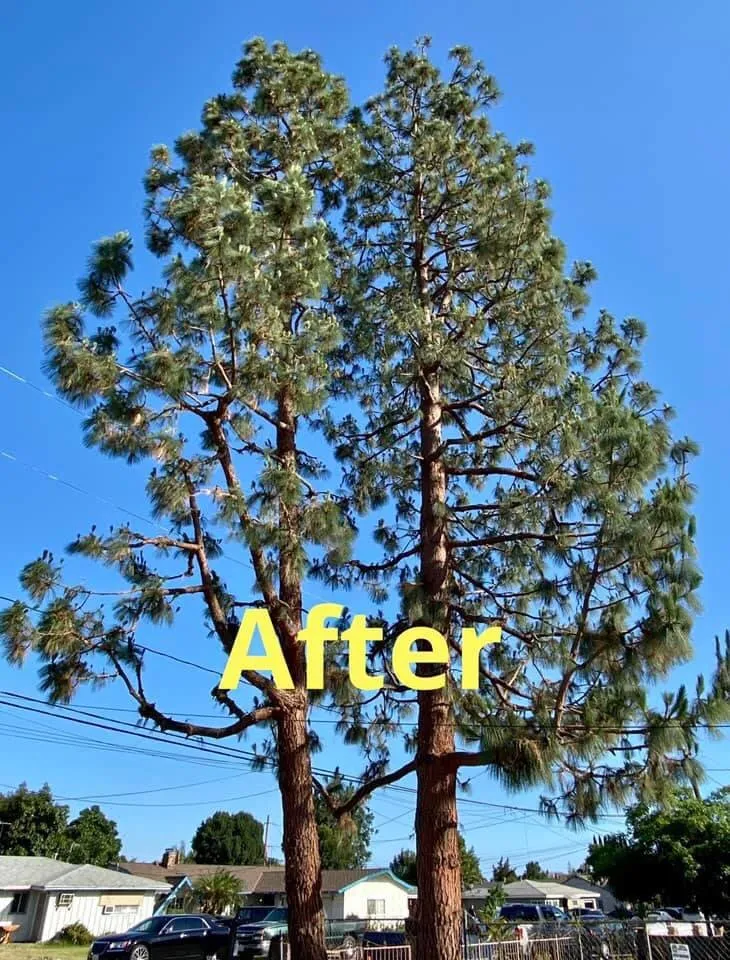 Trusted landscape installation for homes across Anaheim, CA - Urban Forest Solutions