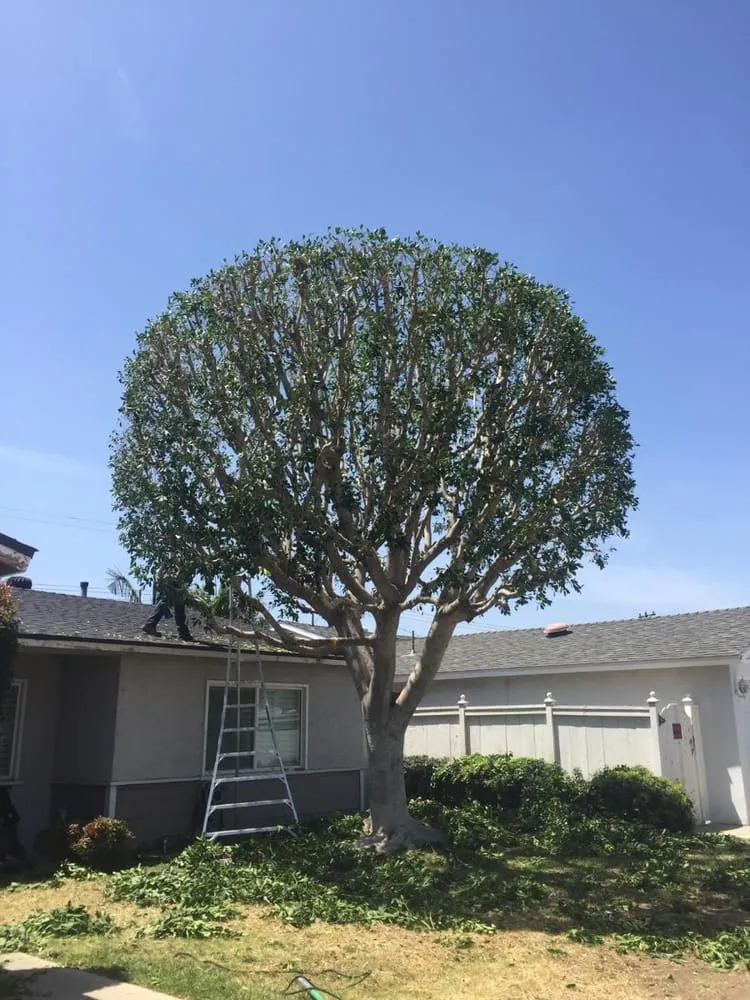 Trusted landscaping services with custom design in Anaheim, CA by Urban Forest Solutions