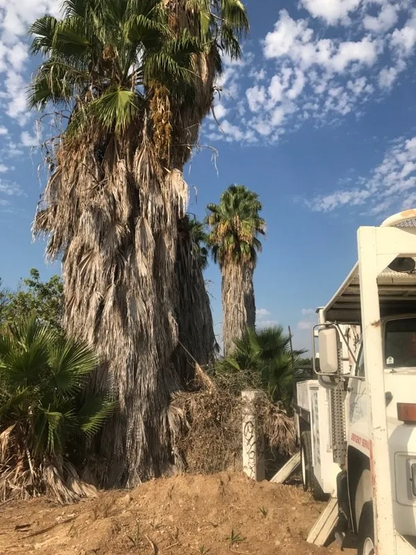 Top-rated yard maintenance experts serving Anaheim, CA - Urban Forest Solutions