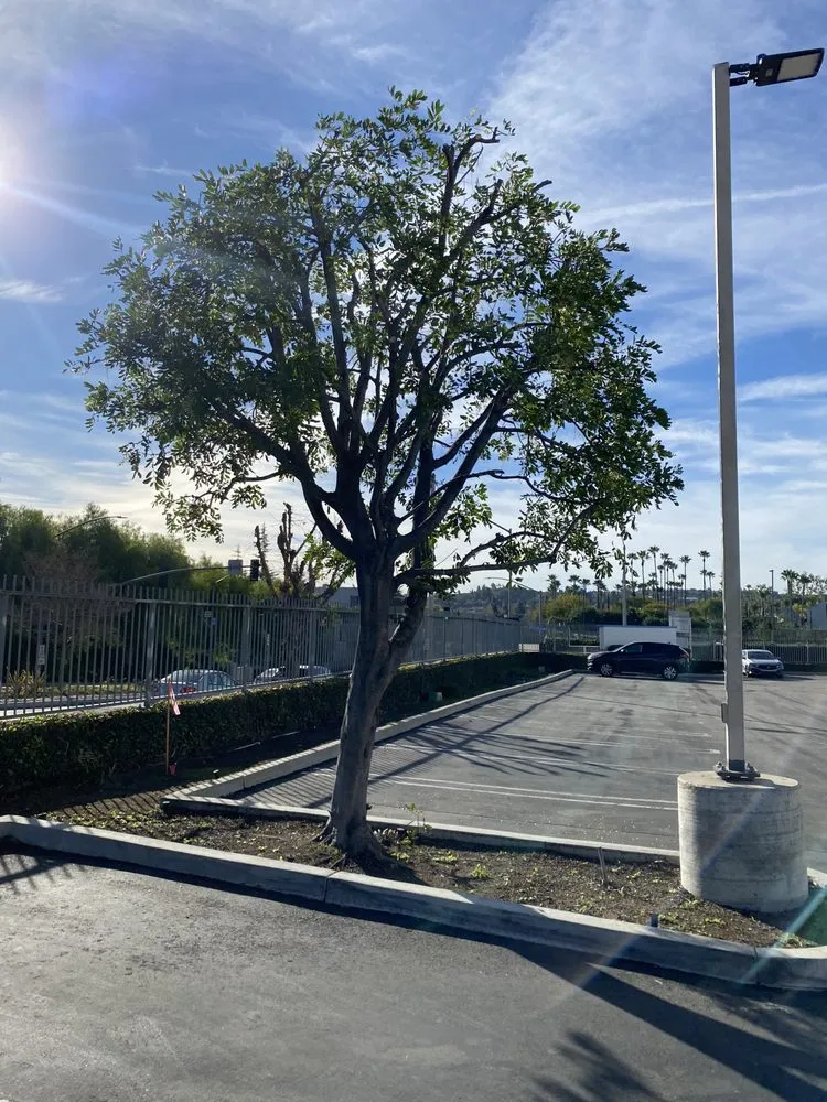 Local yard cleanup service in Anaheim, CA - Urban Forest Solutions