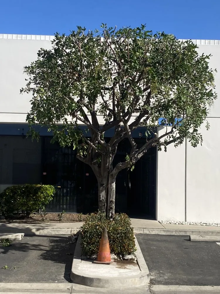 Local yard maintenance in Anaheim, CA by Urban Forest Solutions