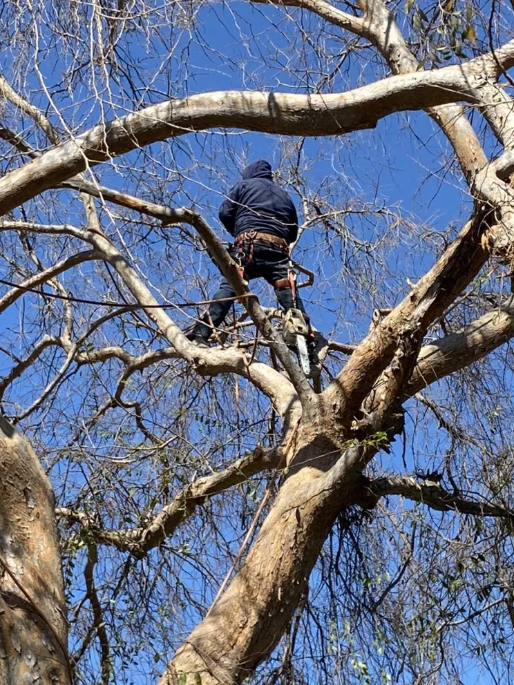 Trusted landscape design for beautiful yards in Anaheim, CA by Urban Forest Solutions